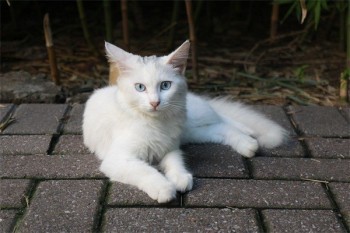 中國人壽保險退保