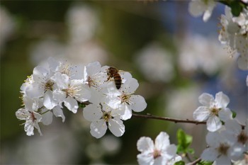 平安福減額交清和退保哪個更劃算