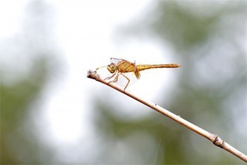 退保平安是什么意思