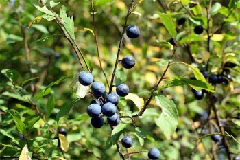 保單全額退款業(yè)務(wù)靠譜嗎