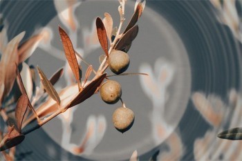 手機上買的360保險怎么退