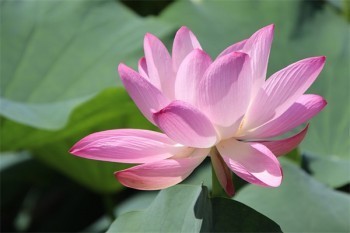 贏越人生交滿三年退保能拿回多少錢