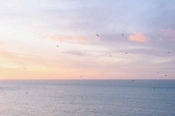 泰康人壽怎么退保險