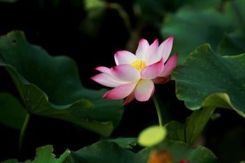 怎么能全額退保費(fèi)