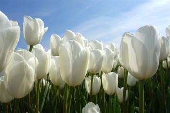 平安可以網(wǎng)上退保嗎