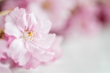 怎么退平安保險(xiǎn)