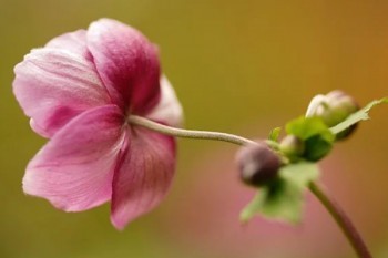 華夏保險退保需要多久到賬
