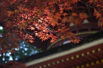 恒大歲歲紅兩全保險退保
