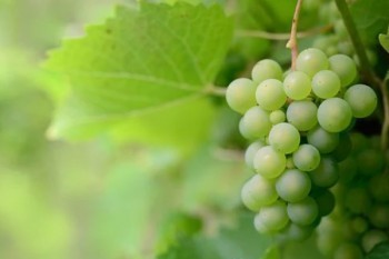 太平洋10年分紅型保險退保