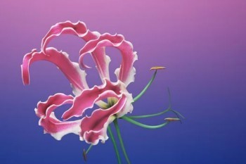 五險(xiǎn)可以退保嗎
