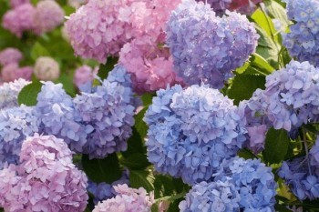 平安保險在哪里退