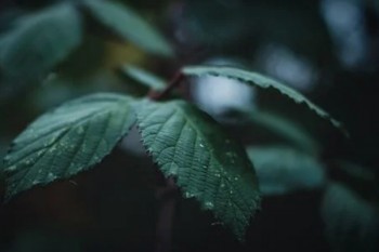 買了平安保險(xiǎn)怎么退保