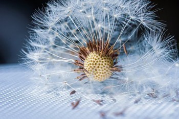 平安金裕人生兩全保險(分紅型)