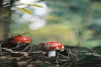 養(yǎng)老保險繳費基數(shù)是什么意思？如何確定？