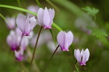 國(guó)有保險(xiǎn)公司