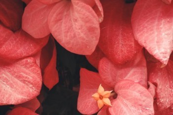 兒童保險(xiǎn)買哪個(gè)保險(xiǎn)公司的比較好