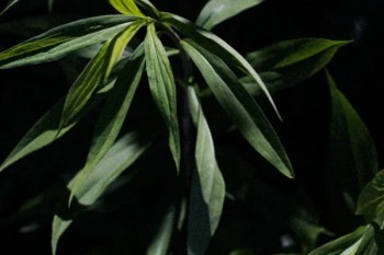 平安保險(xiǎn)公司