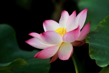 新華美麗人生幾年可以返本
