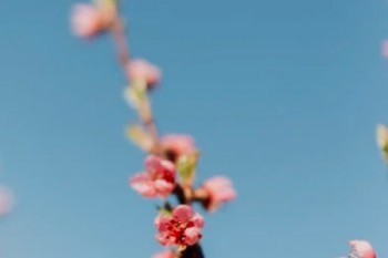 平安退保可以在金管家操作嗎