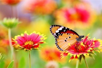 分紅險(xiǎn)退保時(shí)分紅可以退回嗎