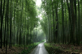 平安保險交了一年想退保