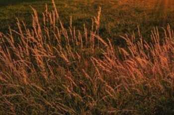 職工醫(yī)保大額補充醫(yī)療保險是什么?保險范圍是怎樣的?