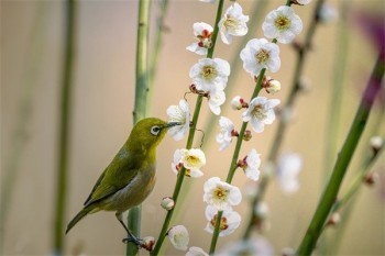 農(nóng)村醫(yī)療保險退保怎么退
