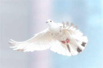 農(nóng)村醫(yī)保跟商業(yè)醫(yī)療保險能同時報嗎