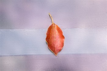 國壽康恒重大疾病保險退保怎么計算