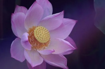 信泰完美人生守護(hù)尊享版缺點(diǎn)