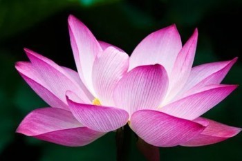 信泰如意尊3.0版終身壽險10年的缺點有哪些？投保規(guī)則是什么？