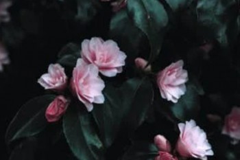 達爾文3號保險怎么樣？是那個公司的產(chǎn)品？