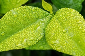 擎天柱6號核保寬松嗎？和華貴大麥2021選哪款？