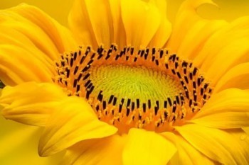 信泰人壽如意享的現金價值怎么樣？如何用來養(yǎng)老？