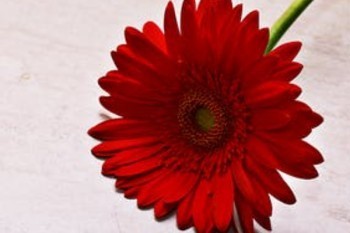 東方紅狀元紅退保損失
