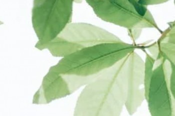 光明一生養(yǎng)老金