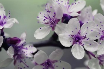 超級瑪麗重疾險2號max保什么？可附加什么責(zé)任？