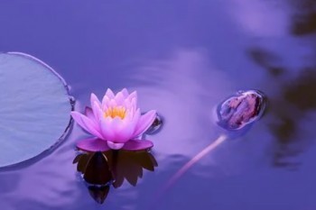 信泰完美人生守護(hù)的坑和缺點(diǎn),全在這里了？有哪些保障內(nèi)容？