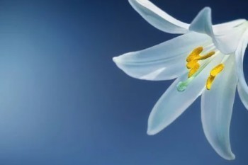大家人壽養(yǎng)多多