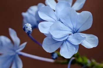 信泰保險如意享靠譜嗎？誰能買？