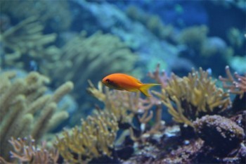 太平洋保險金佑人生退保能退多少錢