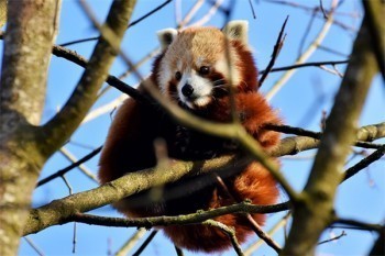 光大永明的光明一生怎么樣？值得購(gòu)買(mǎi)嗎？