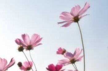 光大永明光明一生養(yǎng)老年金怎么樣？投保規(guī)則有那些？