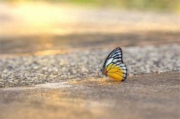 達(dá)爾文5號(hào)煥新版重疾險(xiǎn)怎么樣