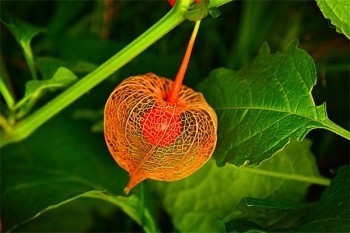 超級(jí)瑪麗5號(hào)有什么坑？值得購(gòu)買嗎？