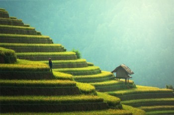 平安人壽保險(xiǎn)怎么退保