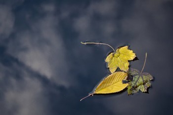 如何知道公司有沒有退保