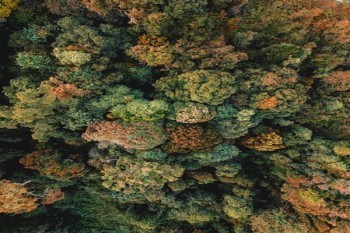 信泰達爾文5號煥新版在哪里買