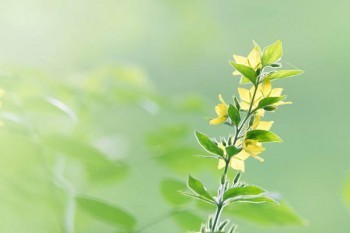 達爾文5號榮耀版如何購買？值得買嗎？
