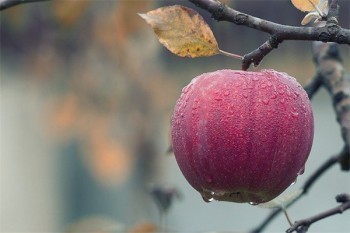 太平洋東方紅老來(lái)福